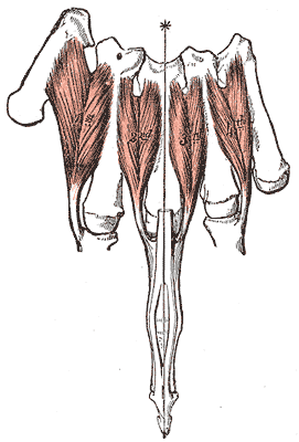 Dorsal interossei (left)2